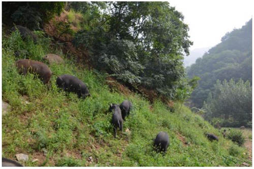 杭州物道食品生态猪养殖，让绿水青山变金山银山