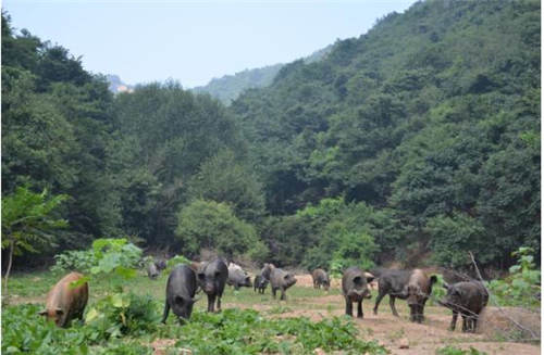杭州物道食品生态猪养殖，让绿水青山变金山银山