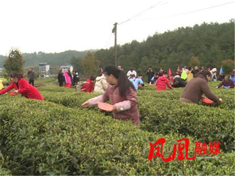 采茶比赛提升采茶技能 以茶兴农助力乡村振兴